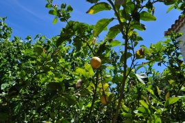 Jardin villa Leia