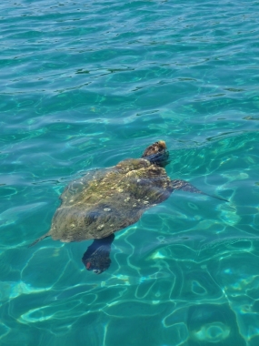 Caretta Caretta turtle villa Leia